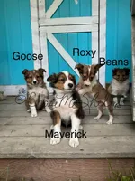 AKC Mav-pending, a male Shetland Sheepdog for sale in Bonners Ferry, ID – Photo 4 of 7