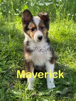 AKC Mav-pending, a male Shetland Sheepdog for sale in Bonners Ferry, ID – Photo 1 of 7