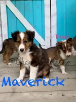 AKC Mav-pending, a male Shetland Sheepdog for sale in Bonners Ferry, ID – Photo 3 of 7