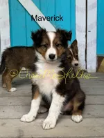 AKC Mav-pending, a male Shetland Sheepdog for sale in Bonners Ferry, ID – Photo 2 of 7