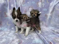Rose, a female Shetland Sheepdog and Pomeranian for sale in Bonners Ferry, ID – 3 of 5