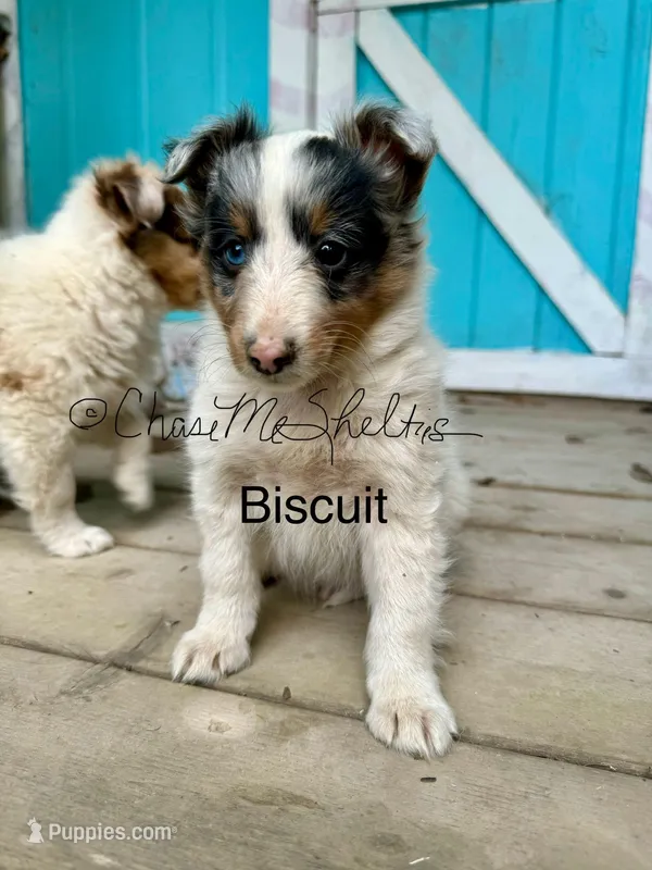 AKC Biscuit