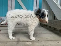 AKC Biscuit, a male Shetland Sheepdog for sale in Bonners Ferry, ID – Photo 5 of 5