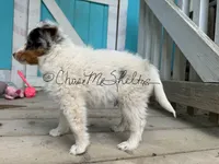 AKC Biscuit, a male Shetland Sheepdog for sale in Bonners Ferry, ID – Photo 3 of 5