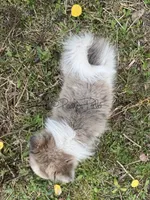 Sterling (aka Goober), a male Shetland Sheepdog and Pomeranian for sale in Bonners Ferry, ID – 5 of 10