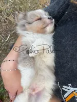 Sterling , a male Shetland Sheepdog and Pomeranian for sale in Bonners Ferry, ID – 4 of 5