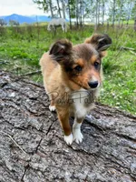 Snickers, a male Shetland Sheepdog and Pomeranian for sale in Bonners Ferry, ID – 4 of 8