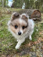 Sterling (aka Goober), a male Shetland Sheepdog and Pomeranian for sale in Bonners Ferry, ID – 8 of 10