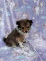 Blanche, a female Shetland Sheepdog and Pomeranian for sale in Bonners Ferry, ID – 3 of 6