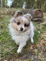 Sterling (aka Goober), a male Shetland Sheepdog and Pomeranian for sale in Bonners Ferry, ID – 7 of 10