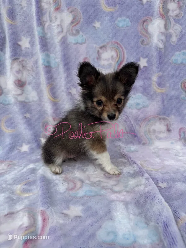Rose – Shetland Sheepdog, Pomeranian puppy for sale in Bonners Ferry, ID