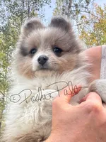 Sterling (aka Goober), a male Shetland Sheepdog and Pomeranian for sale in Bonners Ferry, ID – 3 of 10