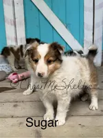AKC Sugar, a female Shetland Sheepdog for sale in Bonners Ferry, ID – Photo 2 of 6