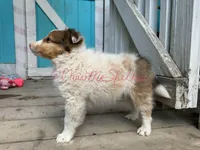 AKC Sugar, a female Shetland Sheepdog for sale in Bonners Ferry, ID – Photo 6 of 6