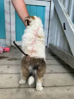 AKC Sugar, a female Shetland Sheepdog for sale in Bonners Ferry, ID – Photo 4 of 6