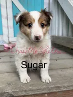 AKC Sugar, a female Shetland Sheepdog for sale in Bonners Ferry, ID – Photo 1 of 6