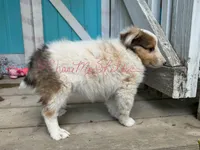 AKC Sugar, a female Shetland Sheepdog for sale in Bonners Ferry, ID – Photo 5 of 6