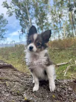Sophia, a female Shetland Sheepdog and Pomeranian for sale in Bonners Ferry, ID – 1 of 6