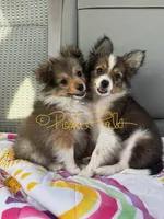 Sophia, a female Shetland Sheepdog and Pomeranian for sale in Bonners Ferry, ID – 6 of 6