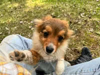 Hershey, a female Shetland Sheepdog and Pomeranian for sale in Bonners Ferry, ID – 10 of 10