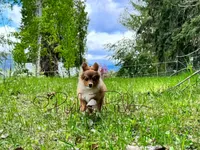 Hershey, a female Shetland Sheepdog and Pomeranian for sale in Bonners Ferry, ID – 5 of 10