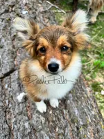 Hershey, a female Shetland Sheepdog and Pomeranian for sale in Bonners Ferry, ID – 7 of 10