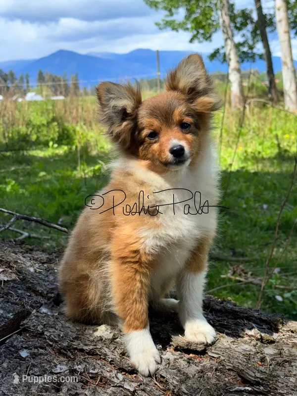 Hershey – Shetland Sheepdog, Pomeranian puppy for sale in Bonners Ferry, ID