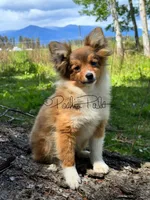 Hershey, a female Shetland Sheepdog and Pomeranian for sale in Bonners Ferry, ID – 1 of 10