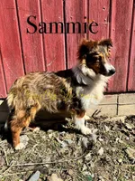 AKC Sammie, a male Shetland Sheepdog for sale in Bonners Ferry, ID – Photo 2 of 5