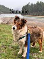 AKC Sammie, a male Shetland Sheepdog for sale in Bonners Ferry, ID – Photo 1 of 5