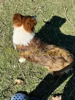 AKC Sammie, a male Shetland Sheepdog for sale in Bonners Ferry, ID – Photo 4 of 5