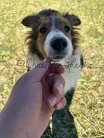 AKC Sammie, a male Shetland Sheepdog for sale in Bonners Ferry, ID – Photo 3 of 5