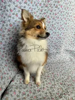 Josie, a female Shetland Sheepdog and Pomeranian for sale in Bonners Ferry, ID – Photo 10 of 10