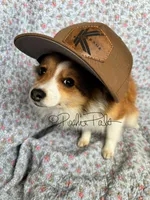 Josie, a female Shetland Sheepdog and Pomeranian for sale in Bonners Ferry, ID – Photo 2 of 10