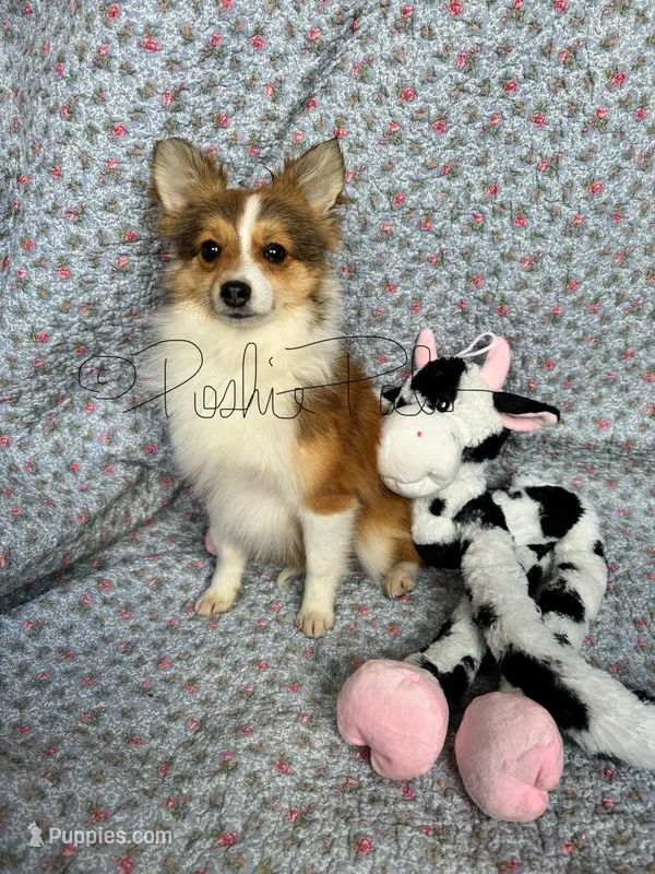Josie – Shetland Sheepdog, Pomeranian puppy for sale in Bonners Ferry, ID