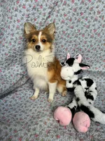 Josie, a female Shetland Sheepdog and Pomeranian for sale in Bonners Ferry, ID – Photo 1 of 10