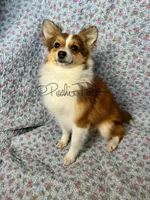 Josie, a female Shetland Sheepdog and Pomeranian for sale in Bonners Ferry, ID – Photo 9 of 10