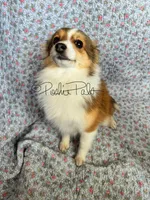 Josie, a female Shetland Sheepdog and Pomeranian for sale in Bonners Ferry, ID – Photo 5 of 10