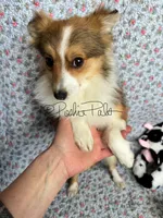 Josie, a female Shetland Sheepdog and Pomeranian for sale in Bonners Ferry, ID – Photo 3 of 10