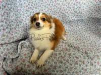 Josie, a female Shetland Sheepdog and Pomeranian for sale in Bonners Ferry, ID – Photo 8 of 10