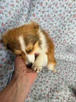 Josie, a female Shetland Sheepdog and Pomeranian for sale in Bonners Ferry, ID – Photo 6 of 10