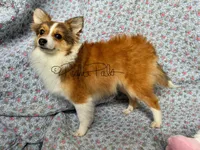 Josie, a female Shetland Sheepdog and Pomeranian for sale in Bonners Ferry, ID – Photo 7 of 10