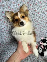 Josie, a female Shetland Sheepdog and Pomeranian for sale in Bonners Ferry, ID – Photo 4 of 10