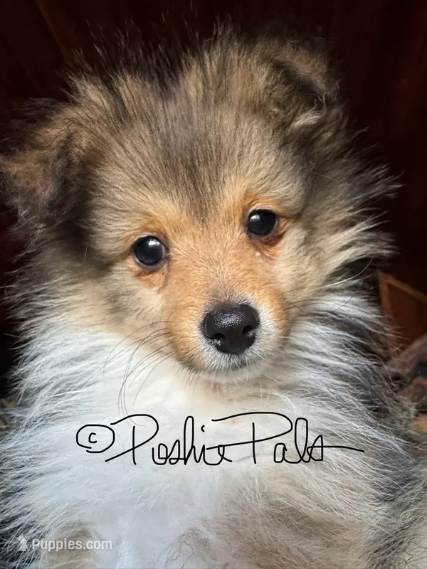 Blanche – Shetland Sheepdog, Pomeranian puppy for sale in Bonners Ferry, ID