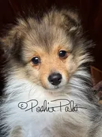 Blanche, a female Shetland Sheepdog and Pomeranian for sale in Bonners Ferry, ID – 1 of 8