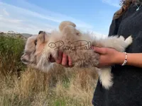 Sterling , a male Shetland Sheepdog and Pomeranian for sale in Bonners Ferry, ID – 5 of 5