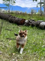 Hershey, a female Shetland Sheepdog and Pomeranian for sale in Bonners Ferry, ID – 3 of 10