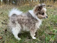 Sterling (aka Goober), a male Shetland Sheepdog and Pomeranian for sale in Bonners Ferry, ID – 2 of 10