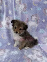 Blanche, a female Shetland Sheepdog and Pomeranian for sale in Bonners Ferry, ID – 5 of 6