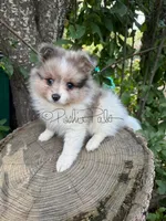 Sterling , a male Shetland Sheepdog and Pomeranian for sale in Bonners Ferry, ID – 3 of 5